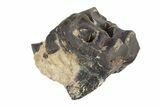Fossil Eocene Mammal (Plagiolophus) Molar - France #248662-1